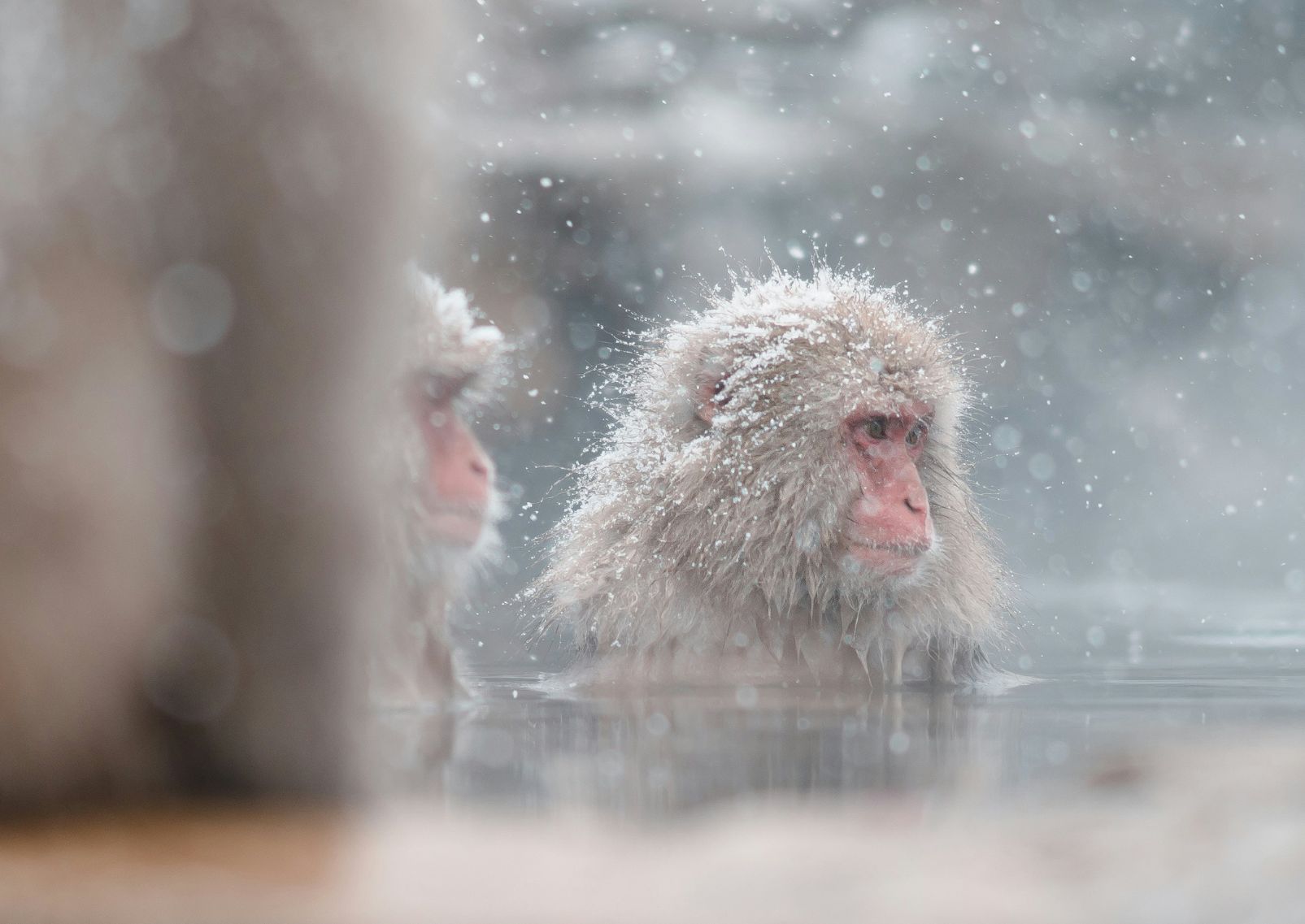 Snow Monkey in Nagano, Japan