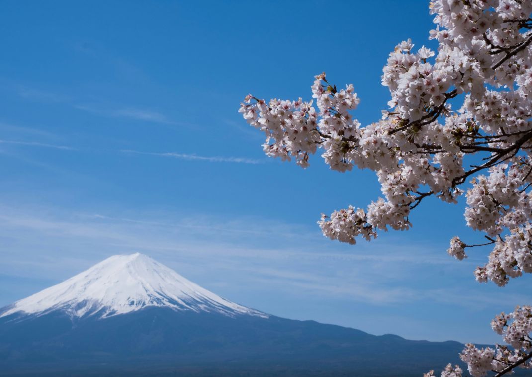 Mt. Fuji and cherry blossoms