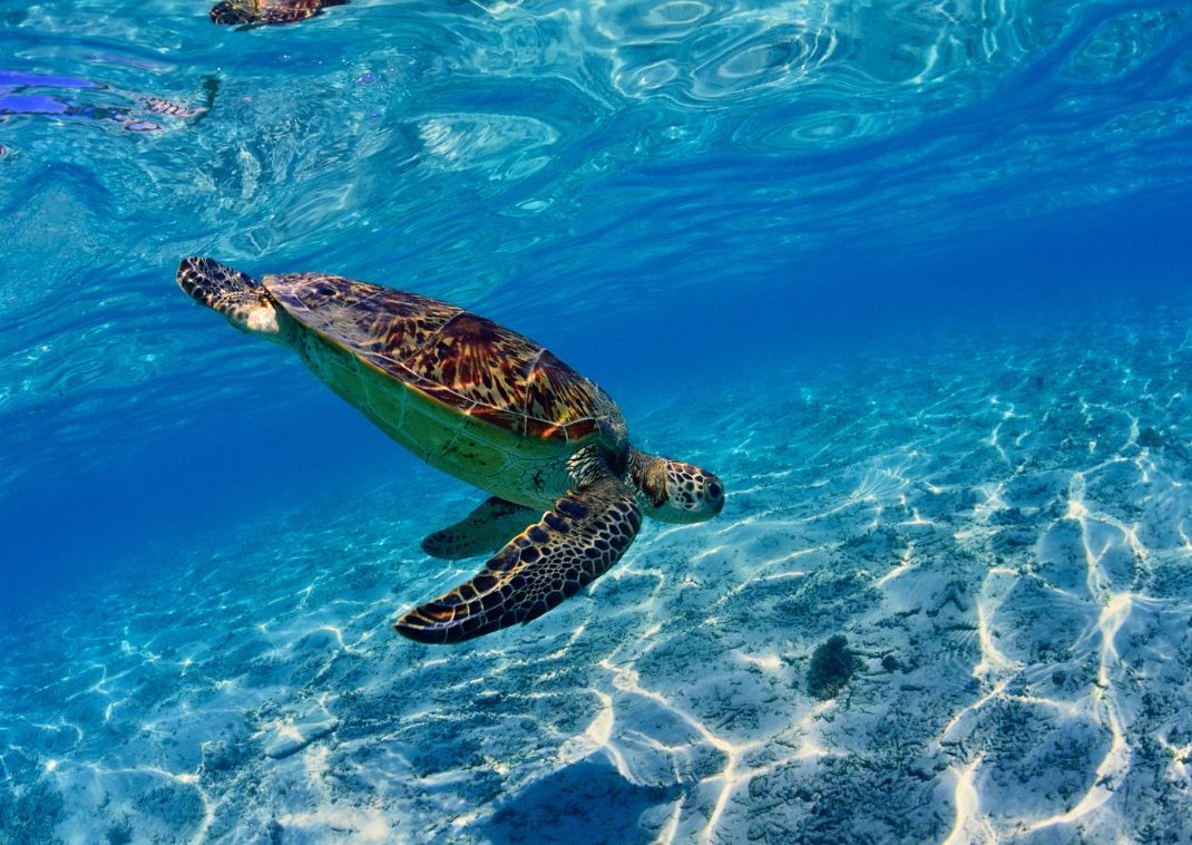 Sea turtle swimming on the beach in okinawa