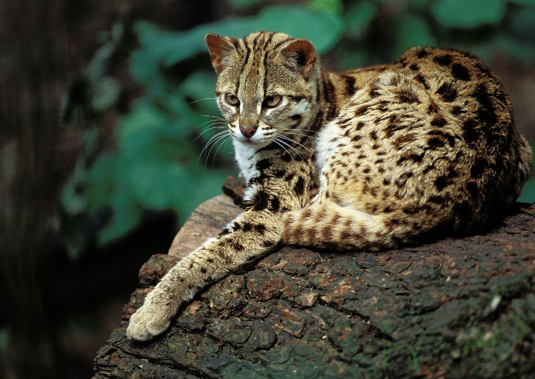  Iriomote cat, endemic to the Japanese island of Iriomote