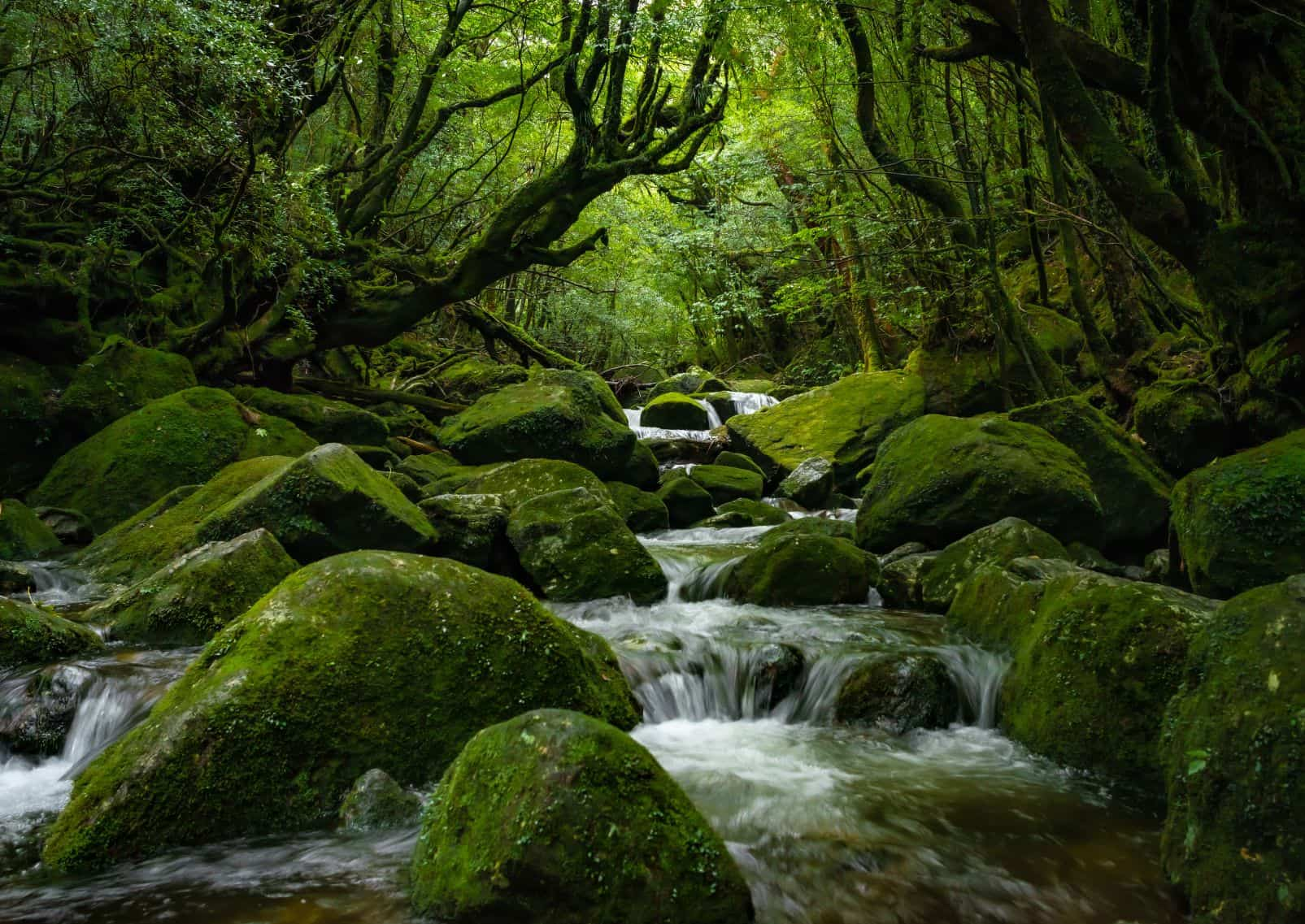 Deep rainforest in Yakushima Island, Kagoshima