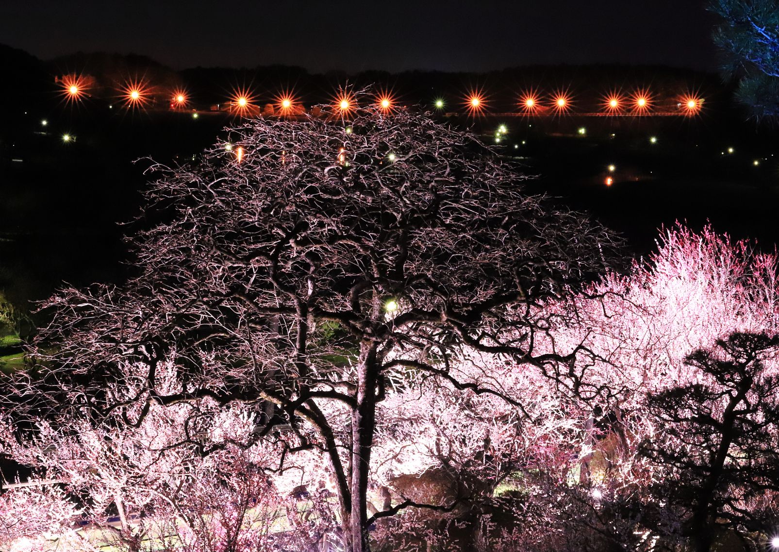 Plum Festival light-up in Kairakuen Garden, Ibaraki Prefecture, Japan