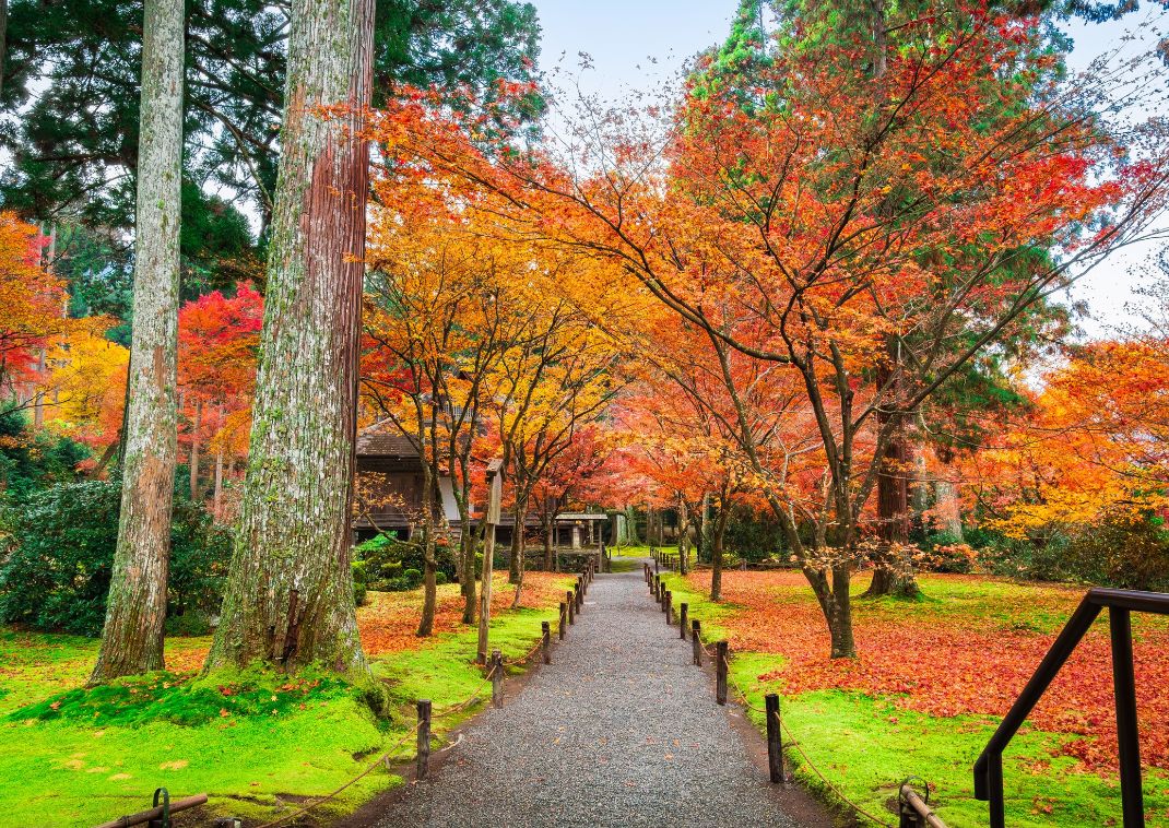 Autumn in Kyoto: Autumn leaves at Sanzenin Temple, Ohara