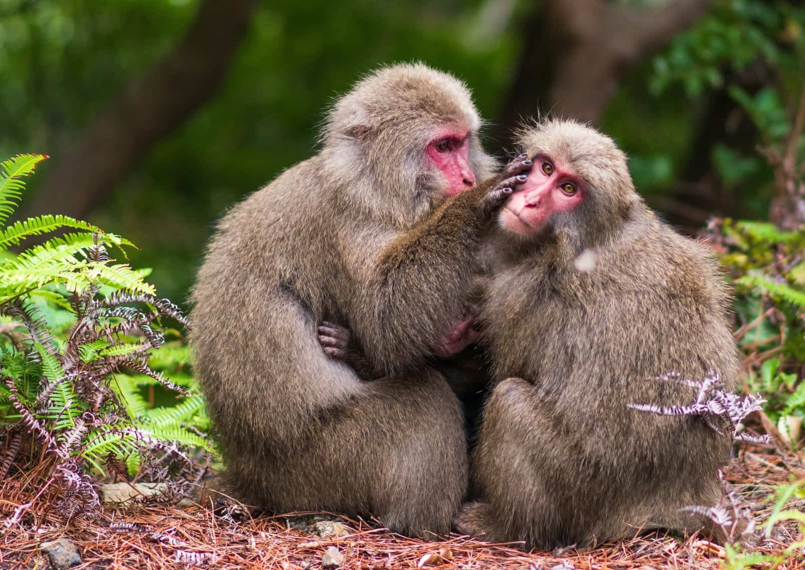 Japanese macaques on Yakushima Island, Japan