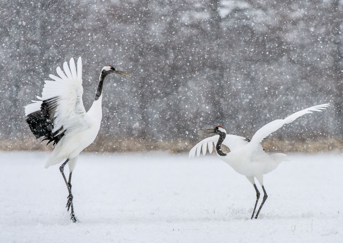 Japanese Red Crowned Cranes dance in winter at Kushiro, Hokkaido