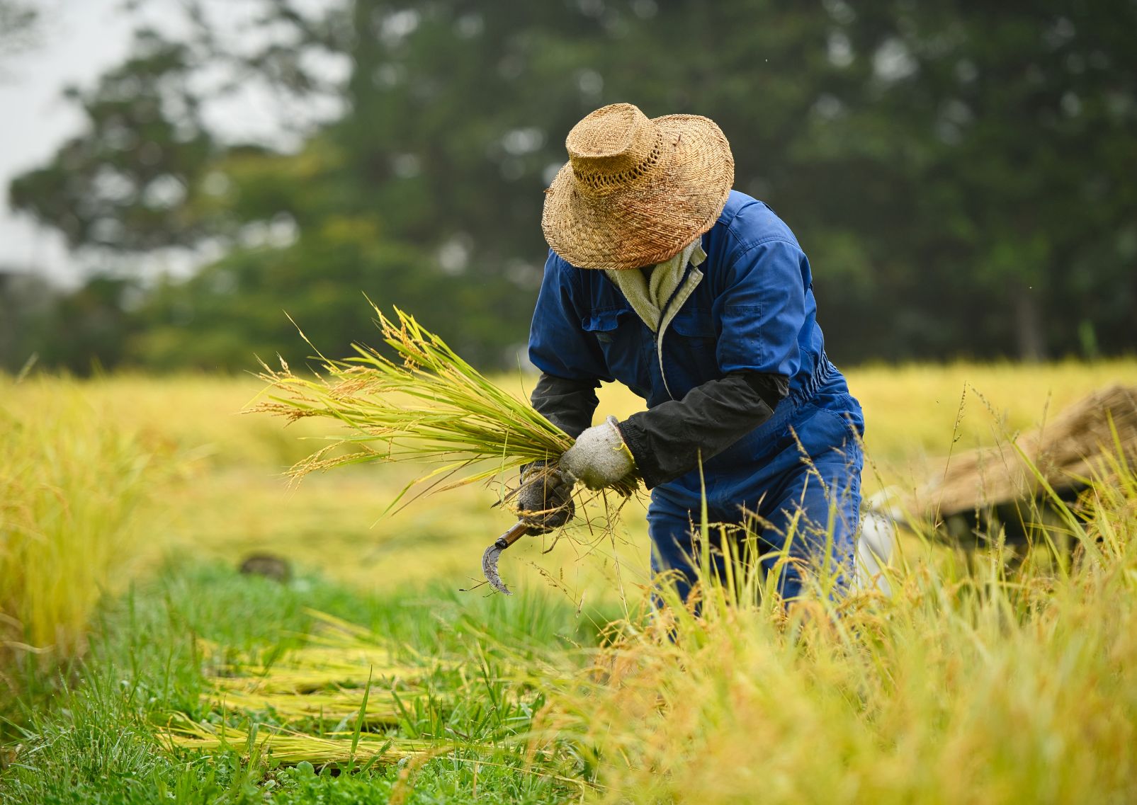  Rice farming in Fukushima, Japan