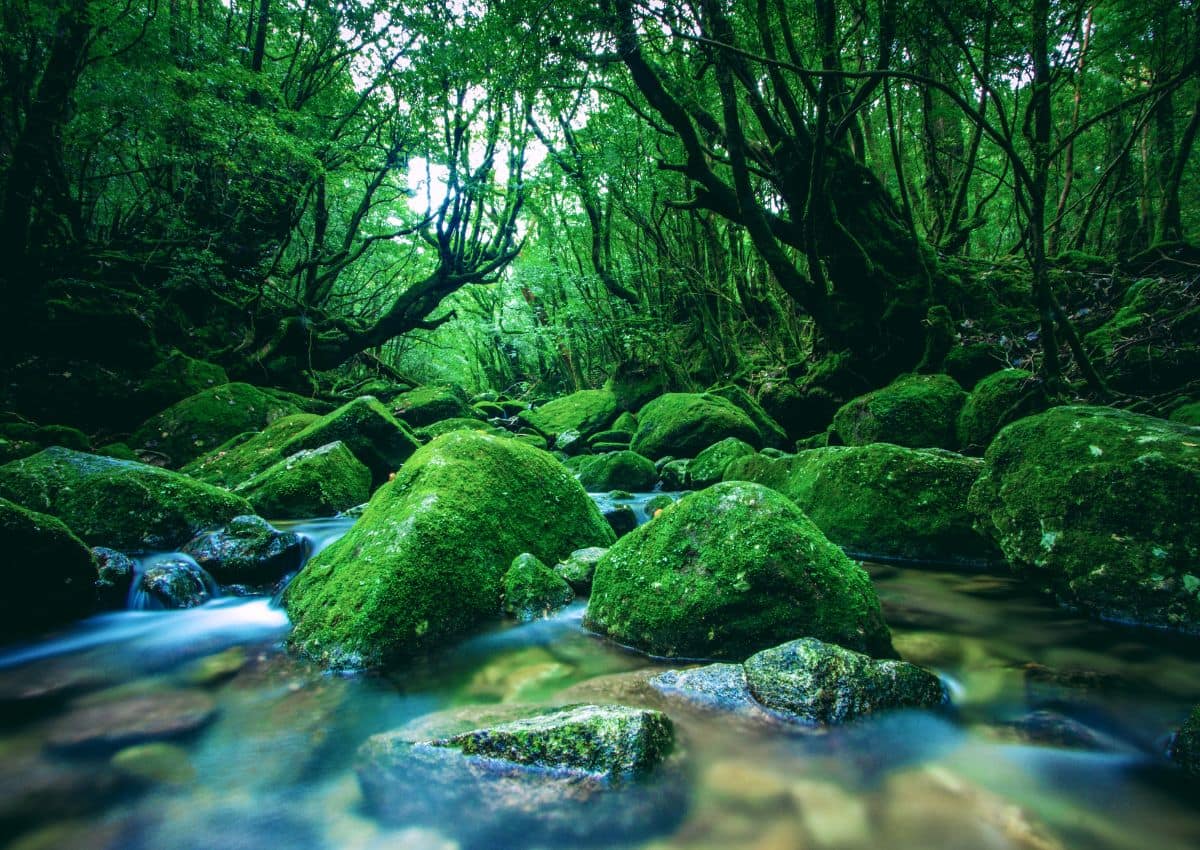River in the forest on Yakushima Island, Kagoshima, Japan