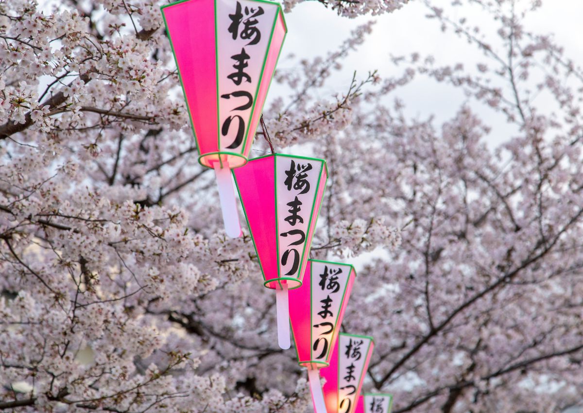 Lanterns and Cherry Blossoms