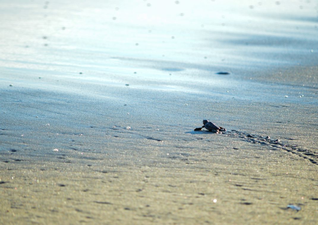 Sea turtle making its way to the sea, Hamamatsu, Japan