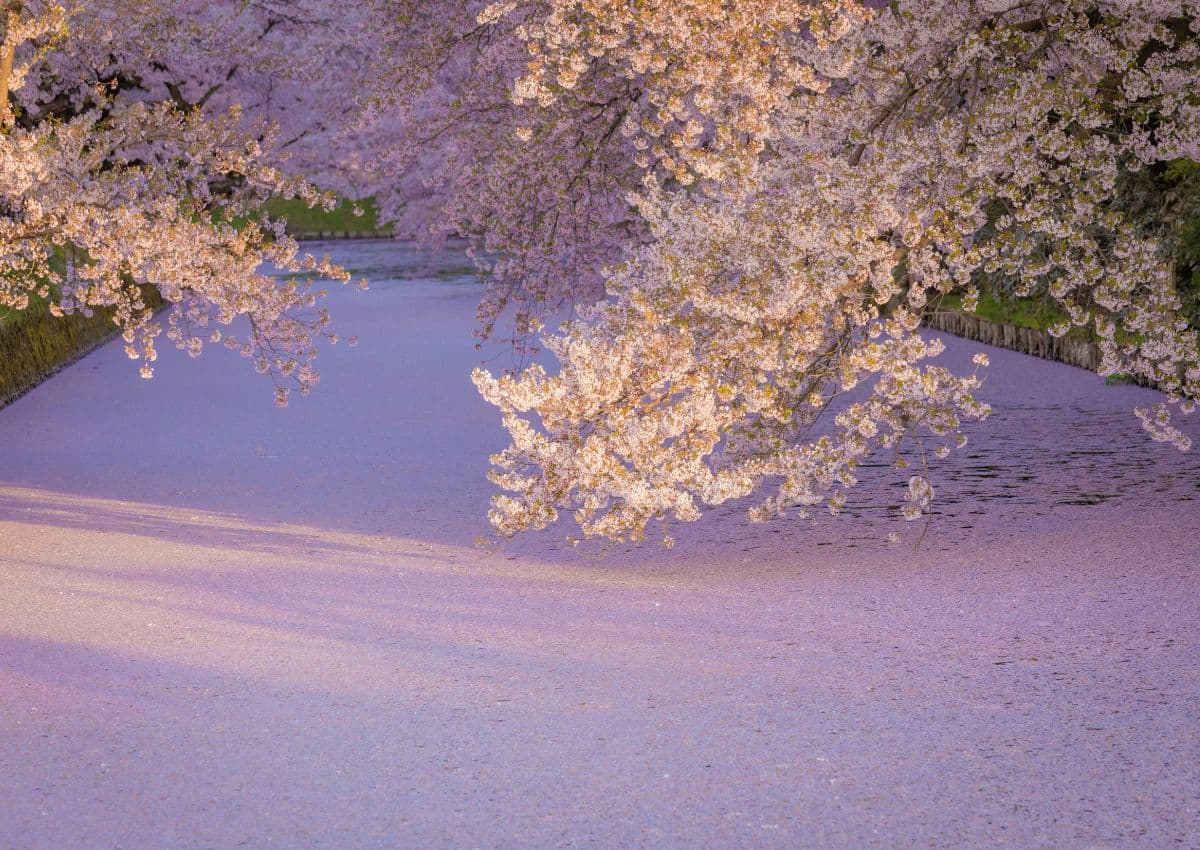 Cherry blossoms at Hirosaki Castle, Aomori