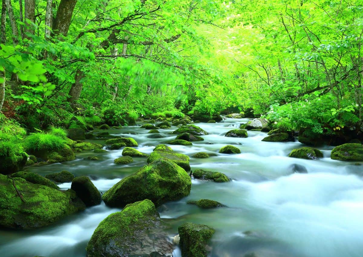 Oirase Gorge in summer, Aomori, Japan