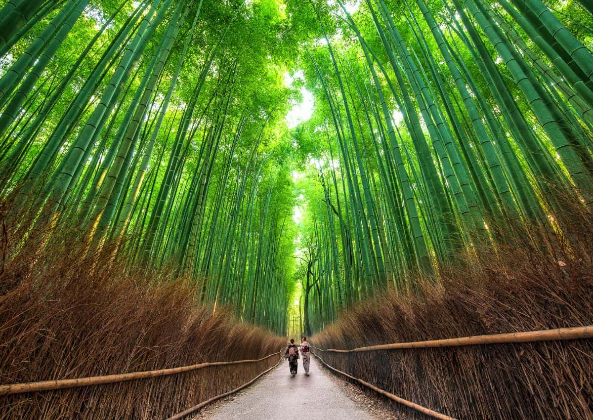 Arashiyama Bamboo Grove, Kyoto