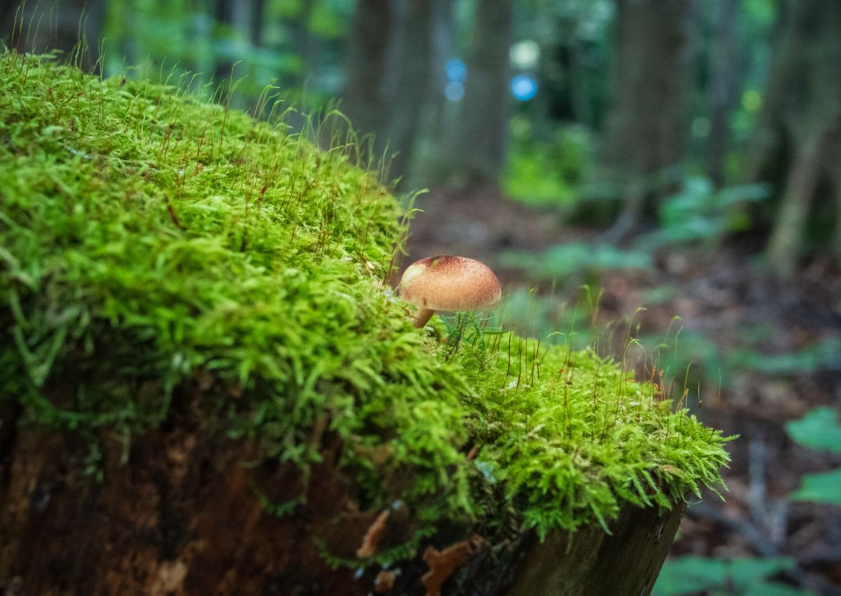 Closeup of plants and mushroom growing in Japan forest