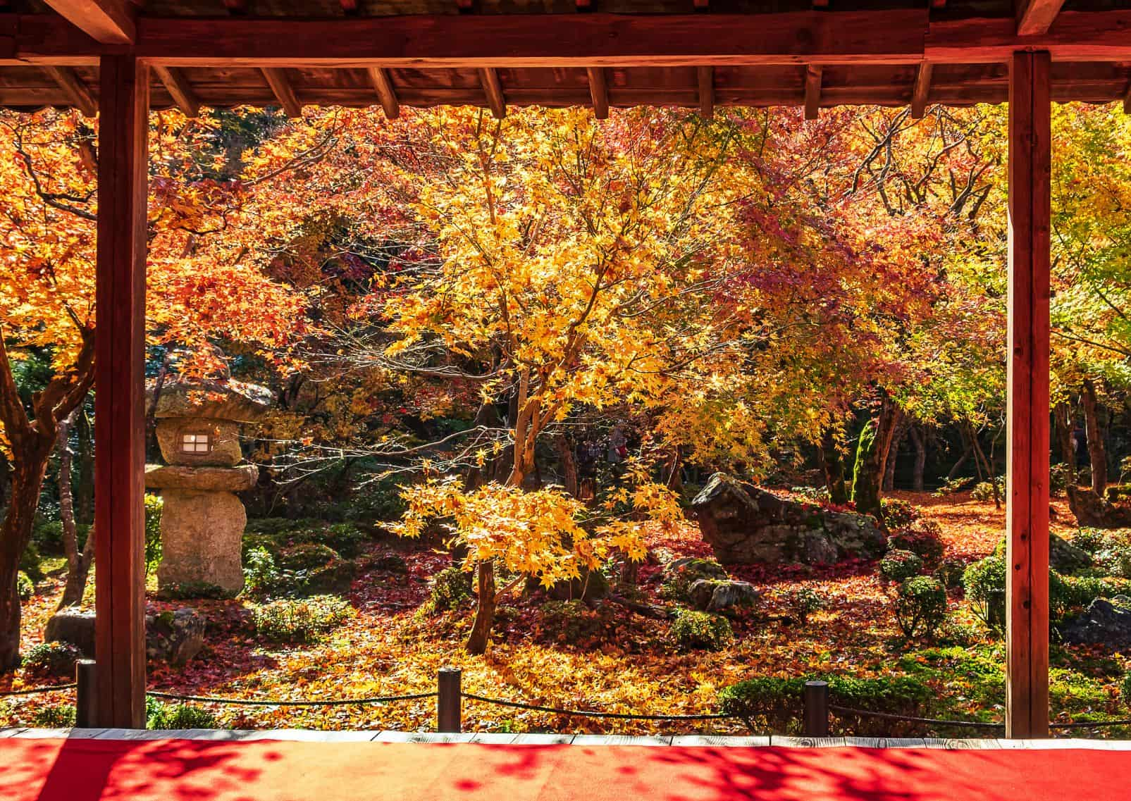 Frame between wooden pavilion and beautiful Maple tree in Japanese Garden and red carpet, Kyoto, Japan