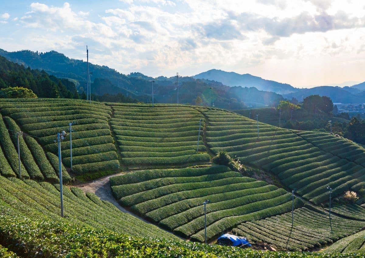 Green tea field in Uji Japan