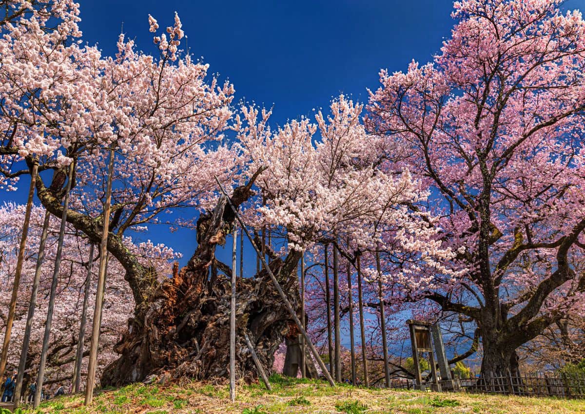 Jindai Zakura tree in Yamanashi Prefecture