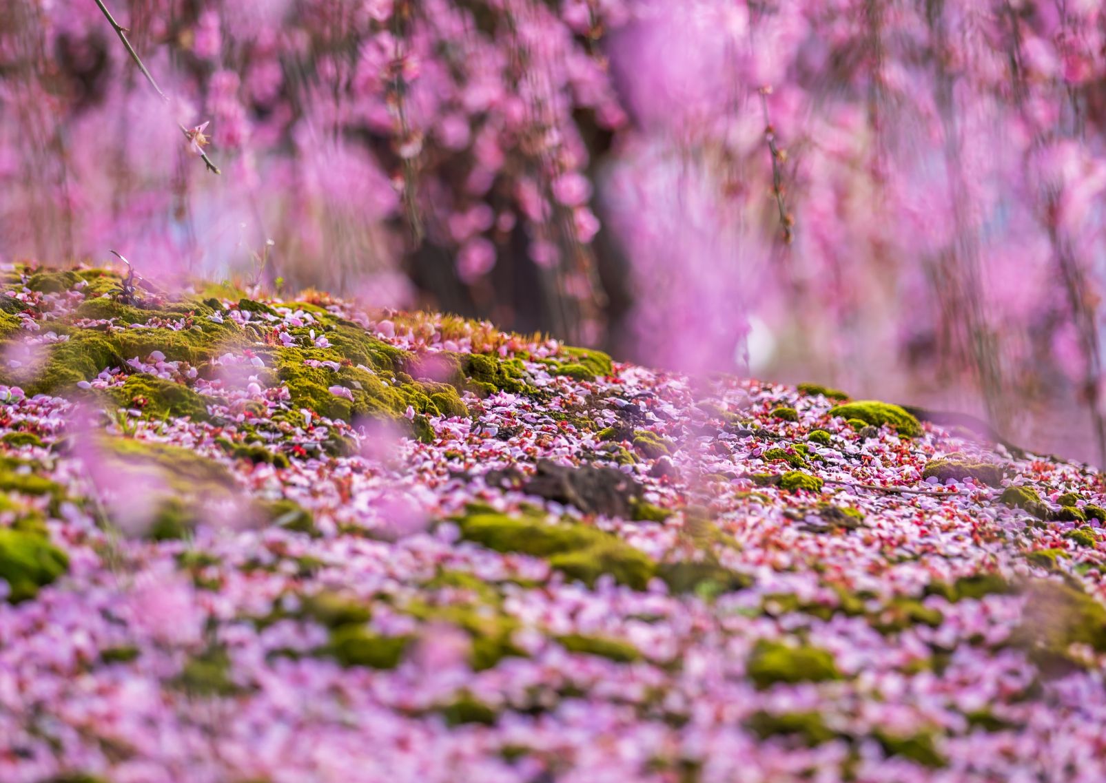 Weeping plum blossoms in Suzuka Forest Garden, Mito, Japan