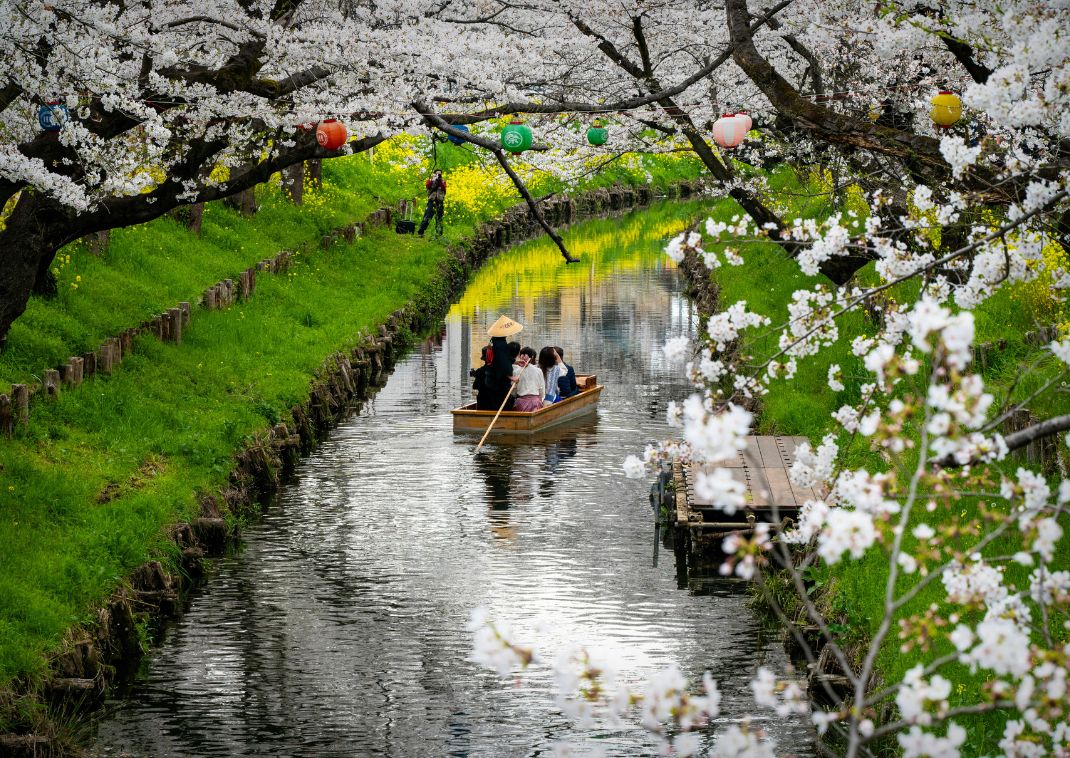 Boating between sakura on Kawagoe’s small river, Saitama, Japan