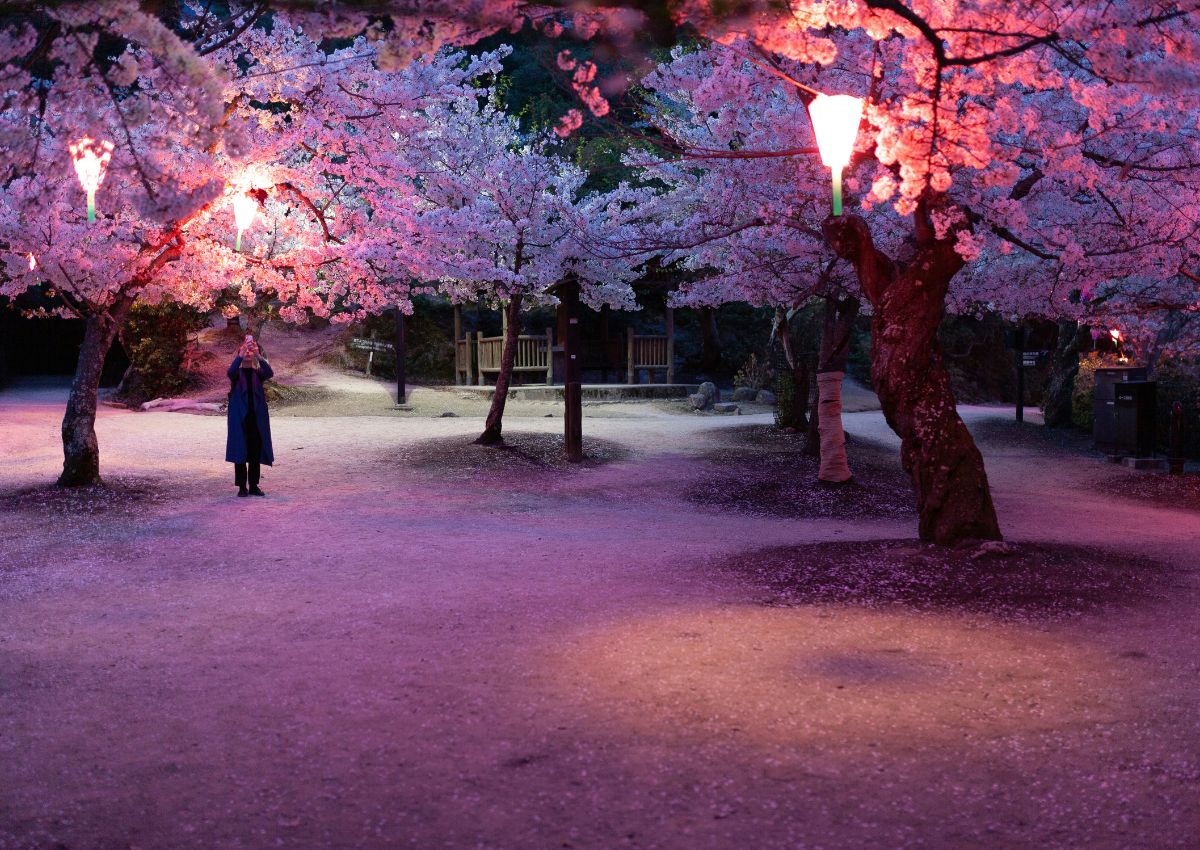 Cherry Blossoms at night on Miyajima Island