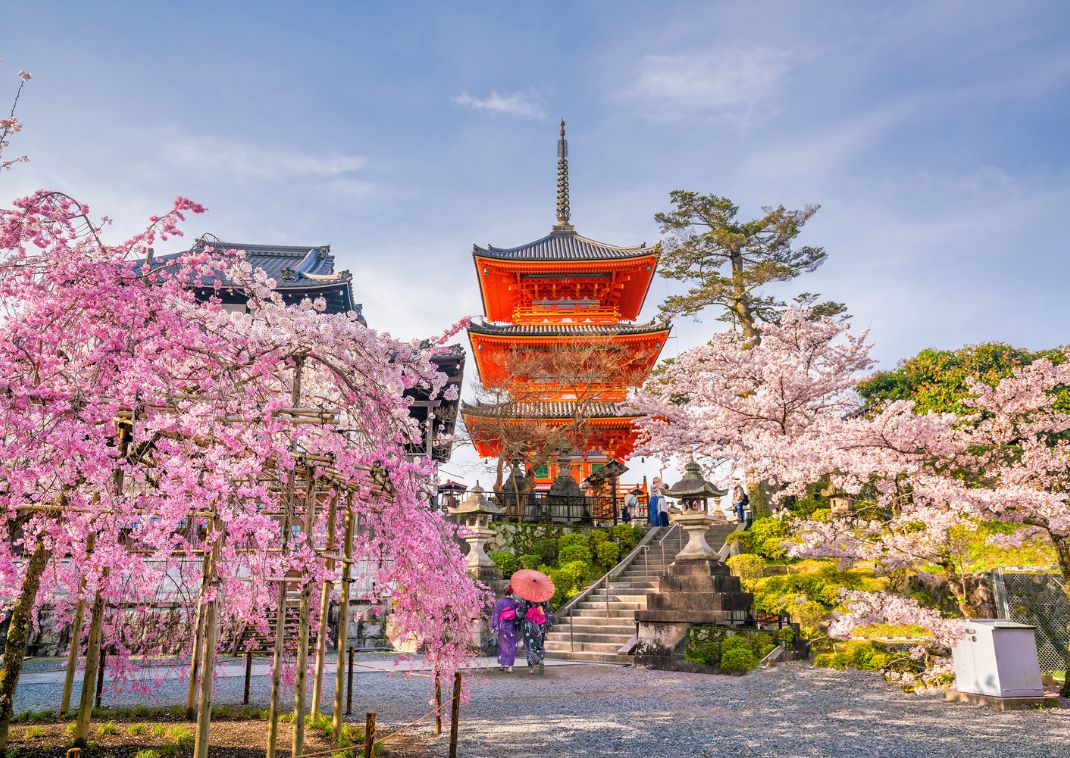 Hanami, cherry blossom viewing in Japan