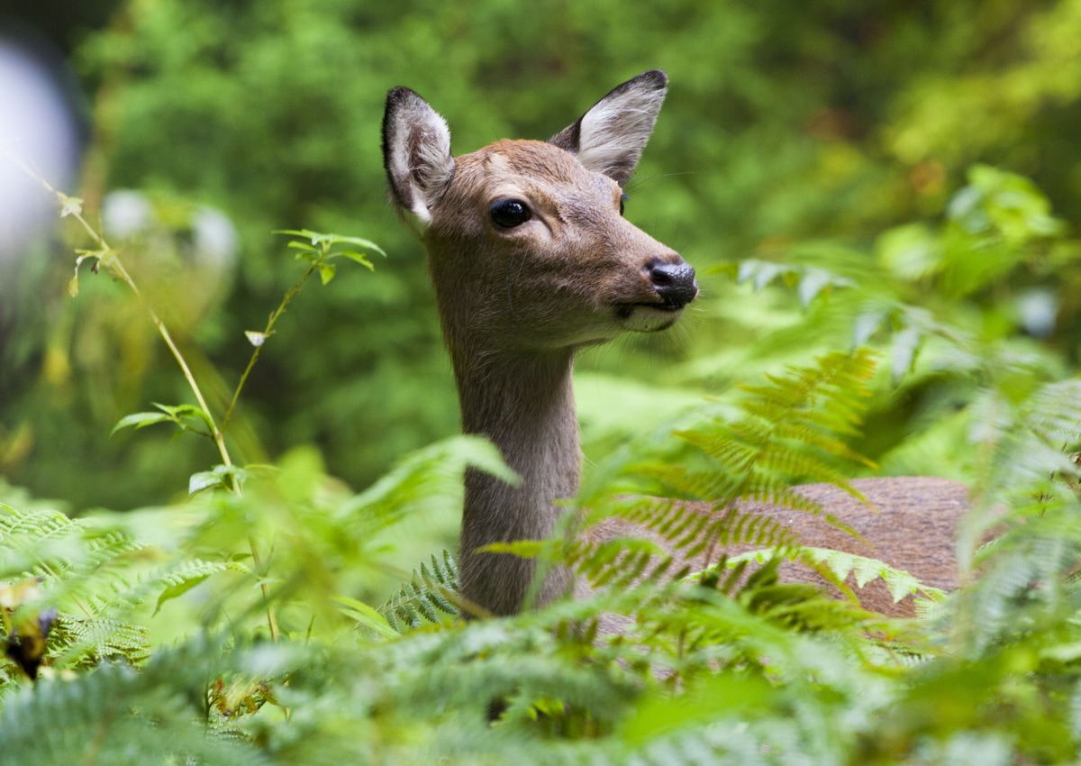 Wild deer on Yakushima Island, Kagoshima, Japan