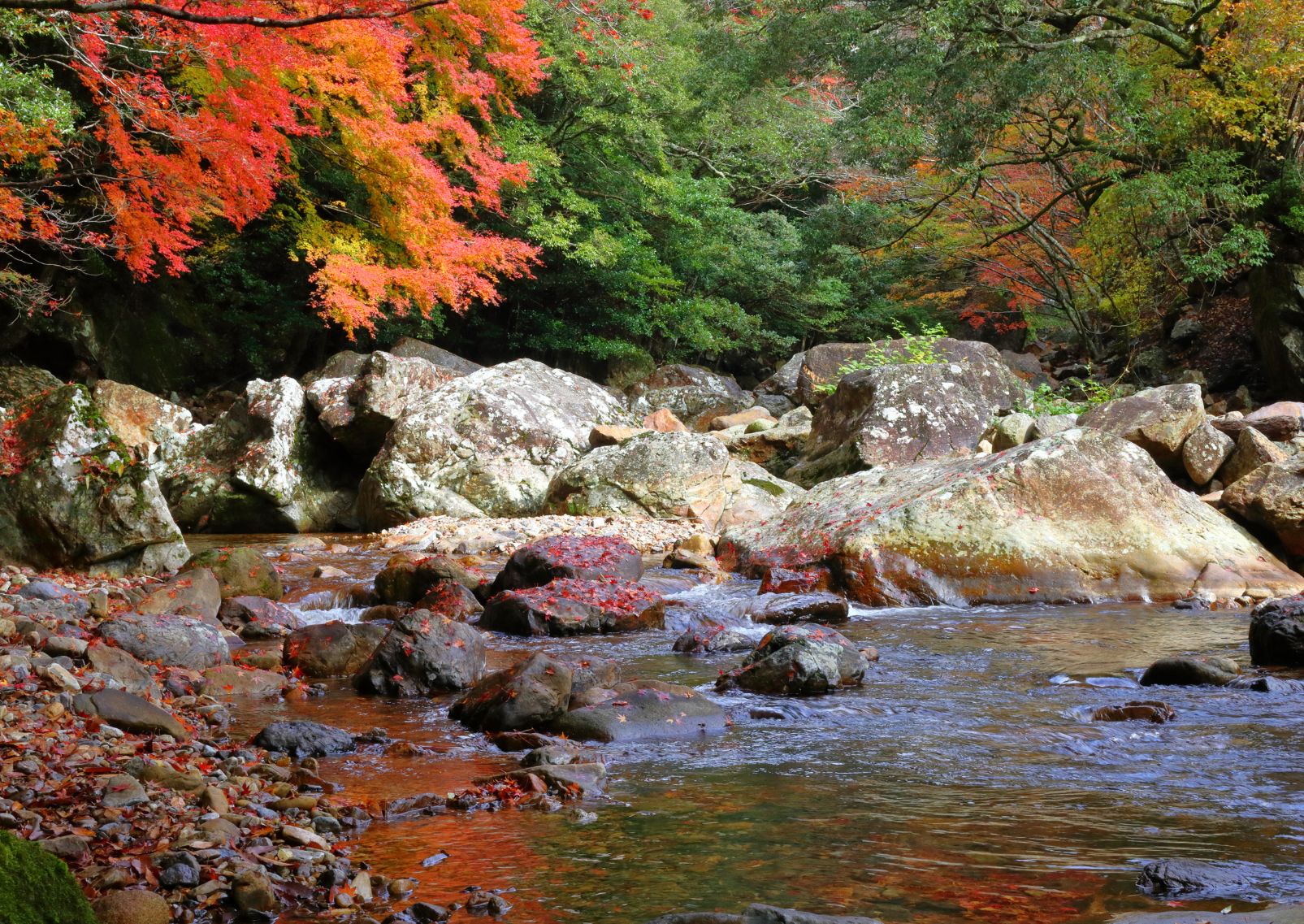 Autumn leaves at Kuroson River, Shimanto, Kochi, Japan