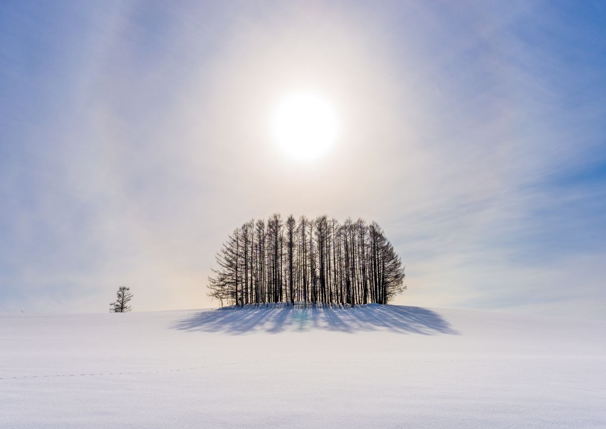 Winter trees on hill in Biei, Hokkaido