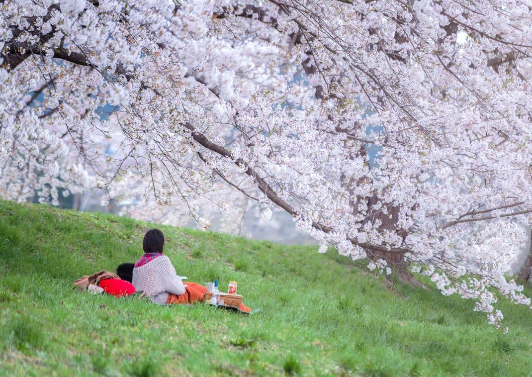 Hanami, cherry blossom viewing in Japan