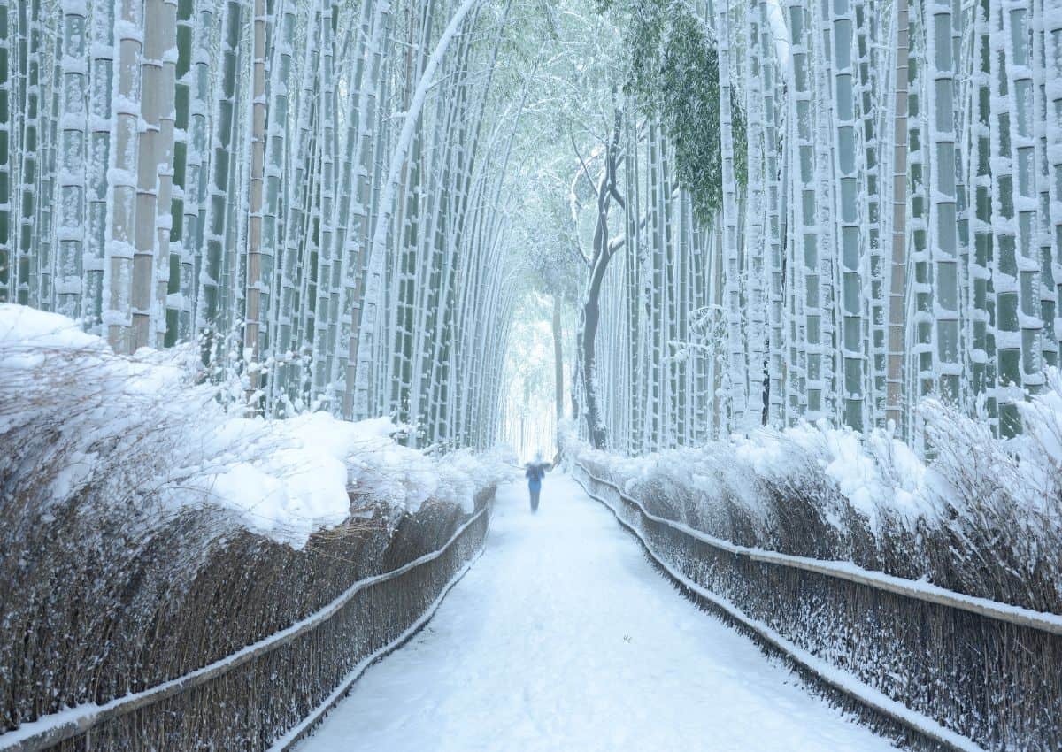 Arashiyama Bamboo Grove in snow, Kyoto