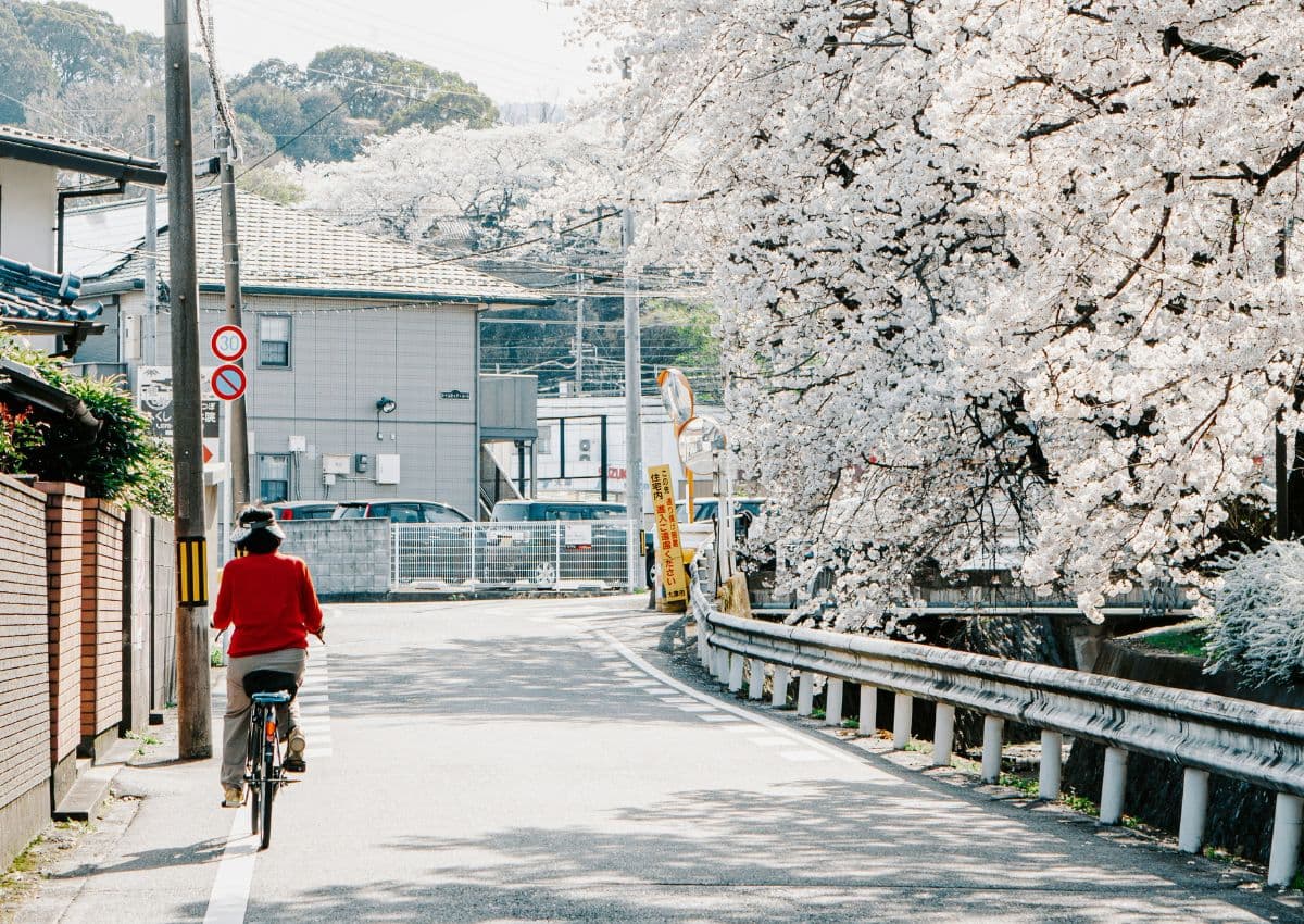 Lady cycling in Kyoto in cherry blossom season, Japan