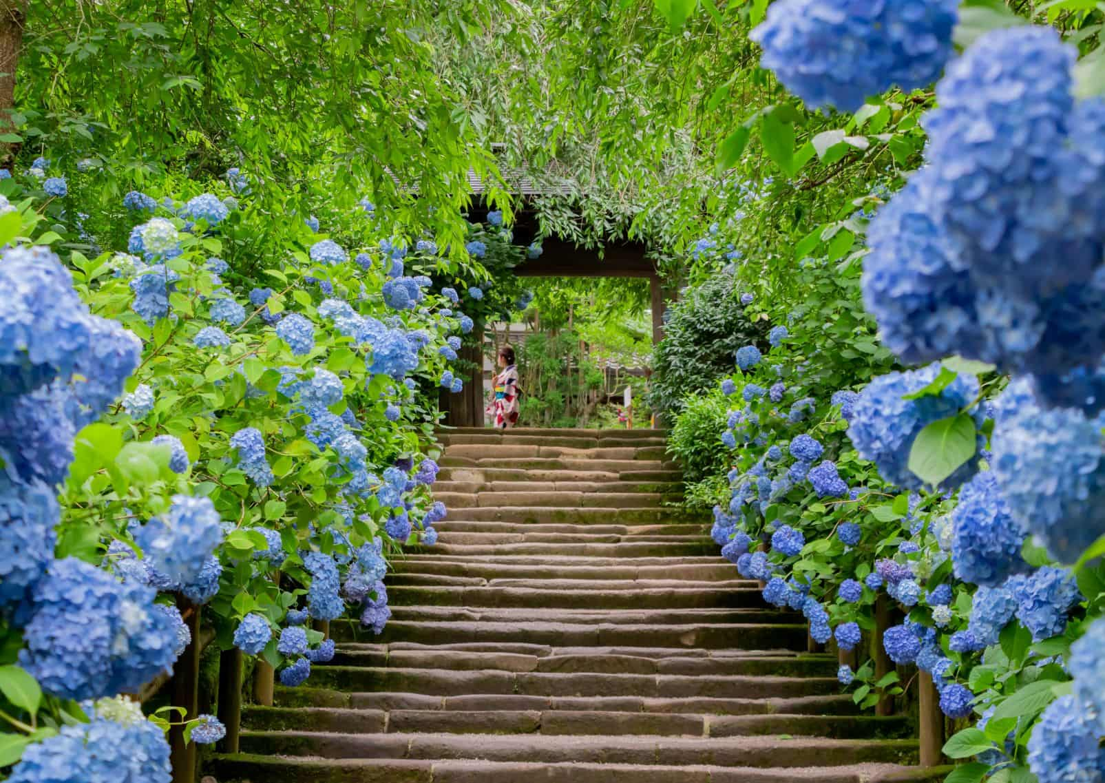 Hydrangeas in Kamakura, Kanagawa, Japan