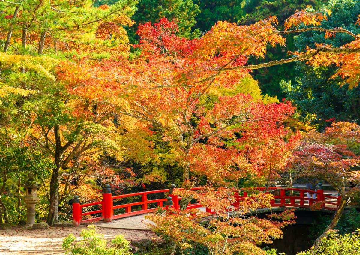 Autumn at Momijidani Park, Miyajima Island