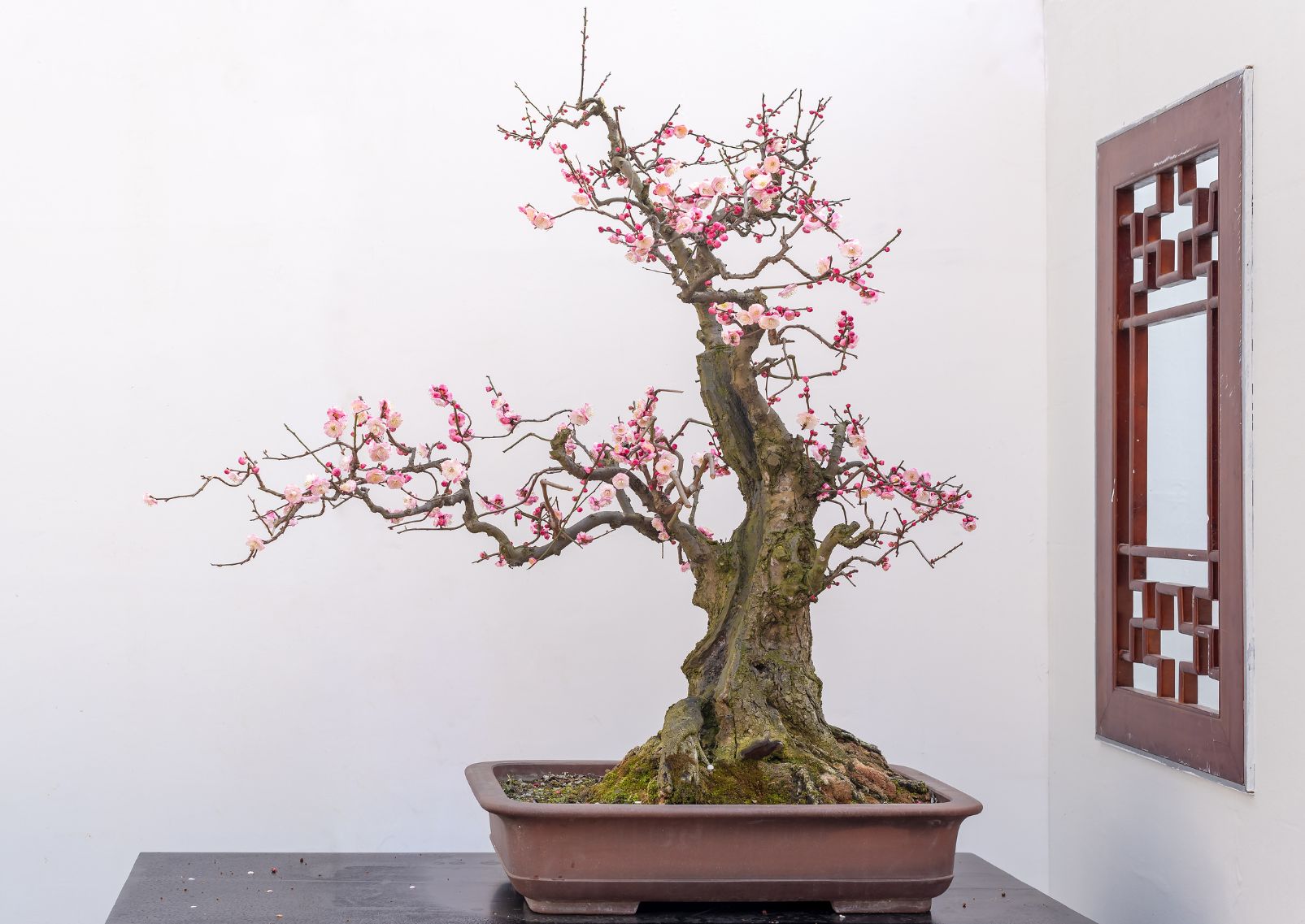 Red plum bonsai tree