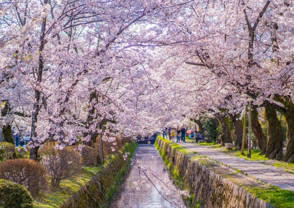 Philosopher's path in Kyoto in cherry blossom season, Japan