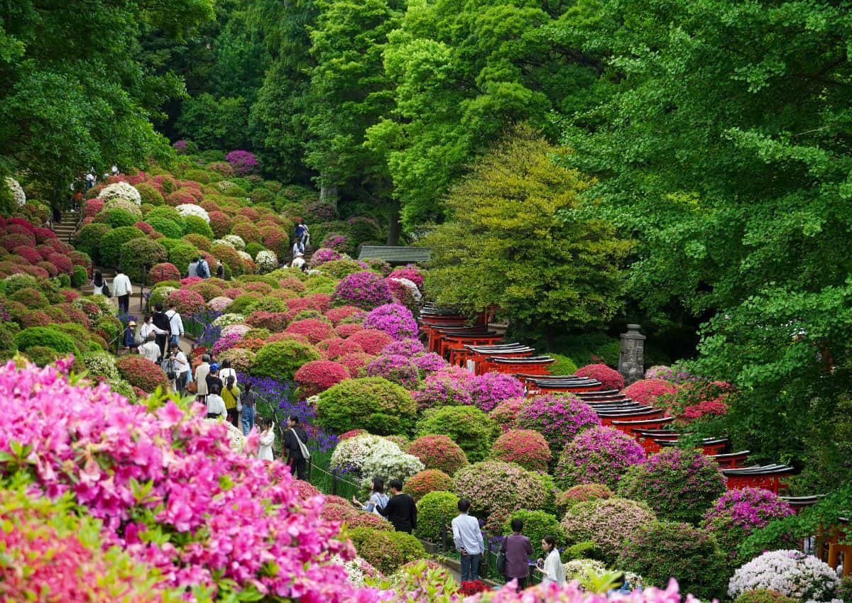Nezu Shrine, Tokyo