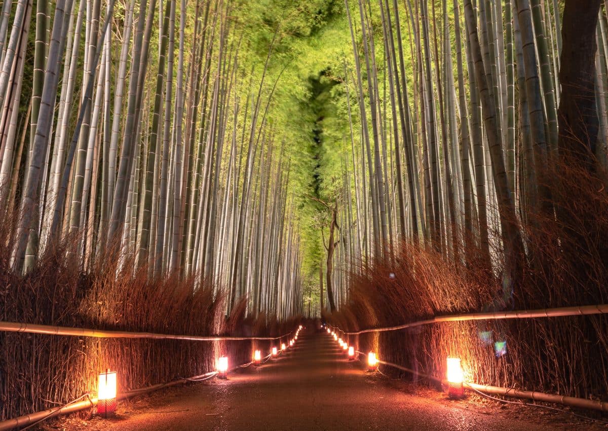 Evening light-up at Arashiyama Bamboo Grove, Kyoto