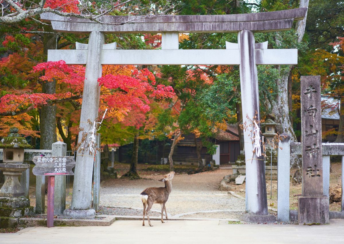 Deer in autumn season in Nara Park, Nara, Japan