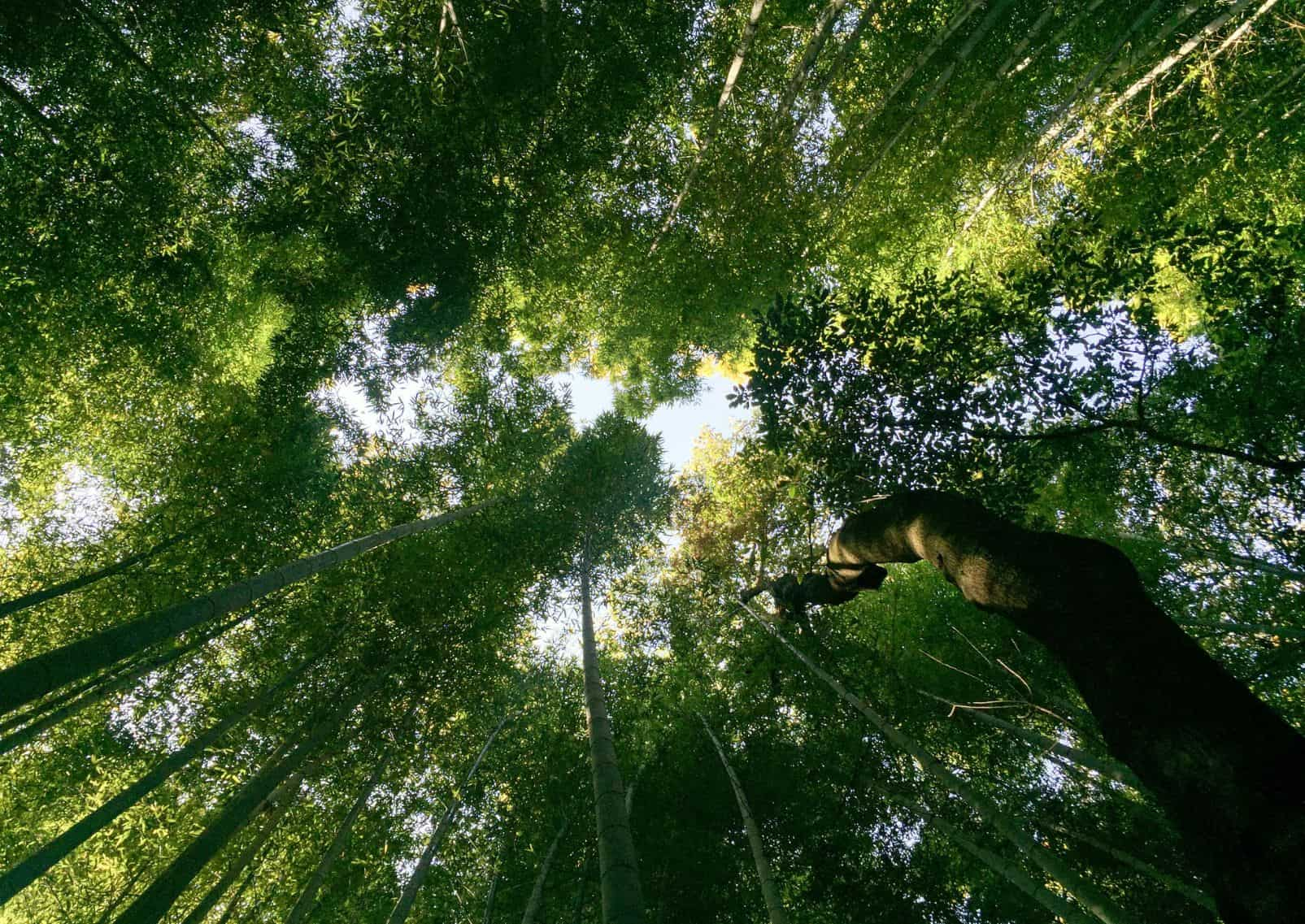  Arashiyama Bamboo Grove, Kyoto