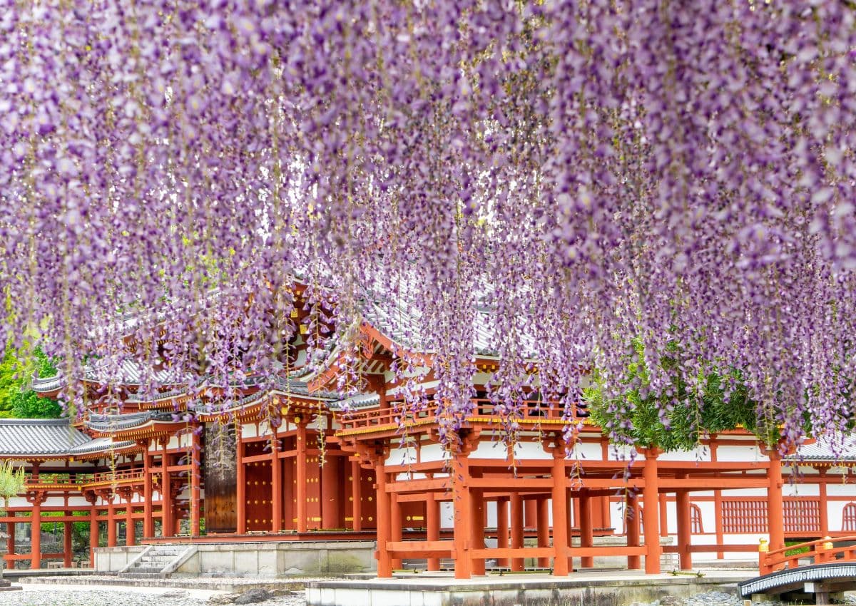  Wisteria flowers at Byodo-in temple, Uji, Kyoto