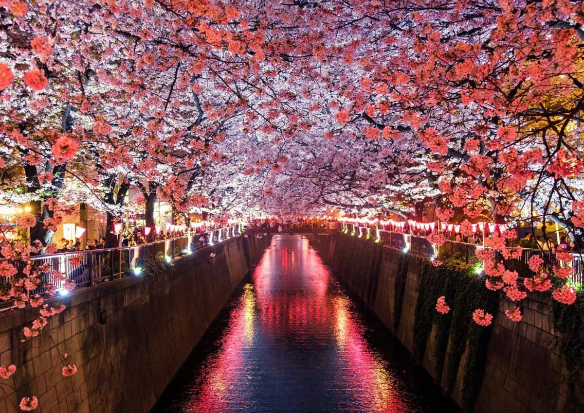Nakameguro cherry blossoms at night, Tokyo