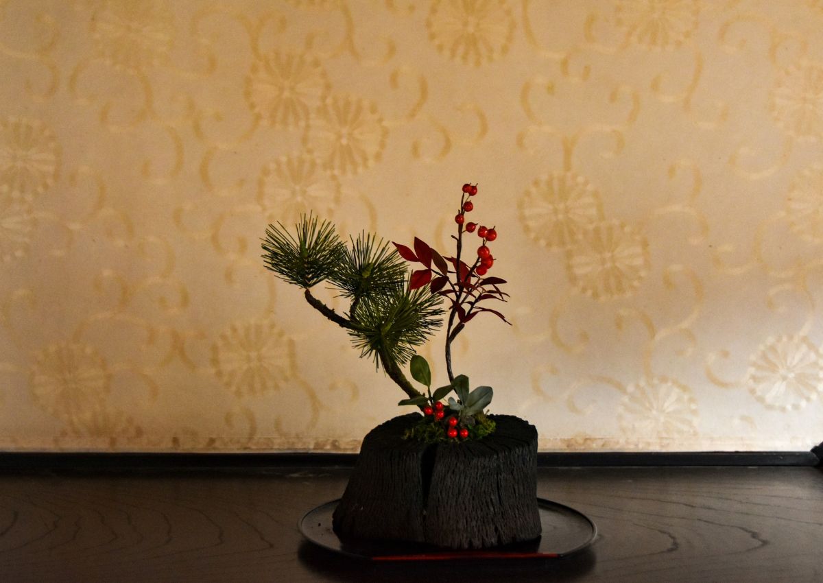  Japanese pine bonsai