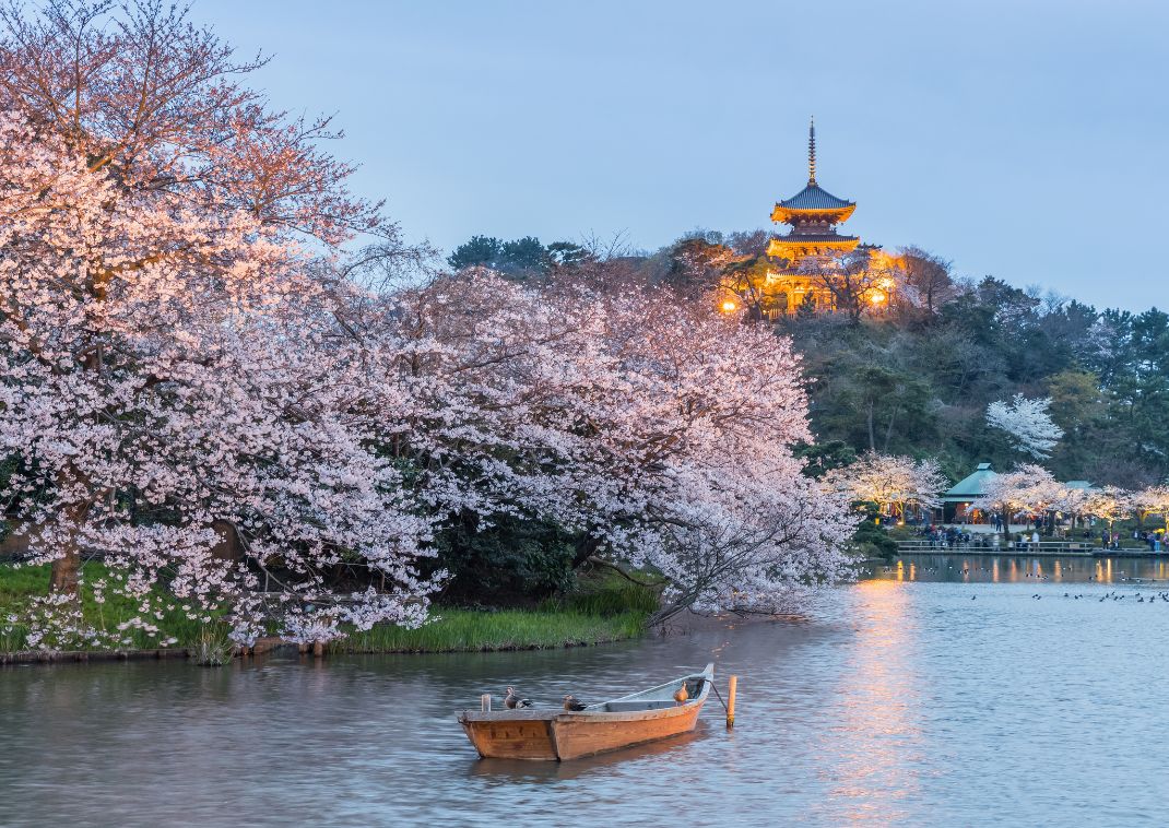 Cherry blossoms blooming in Sankeien