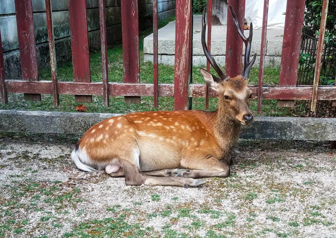 Deer in Nara Park