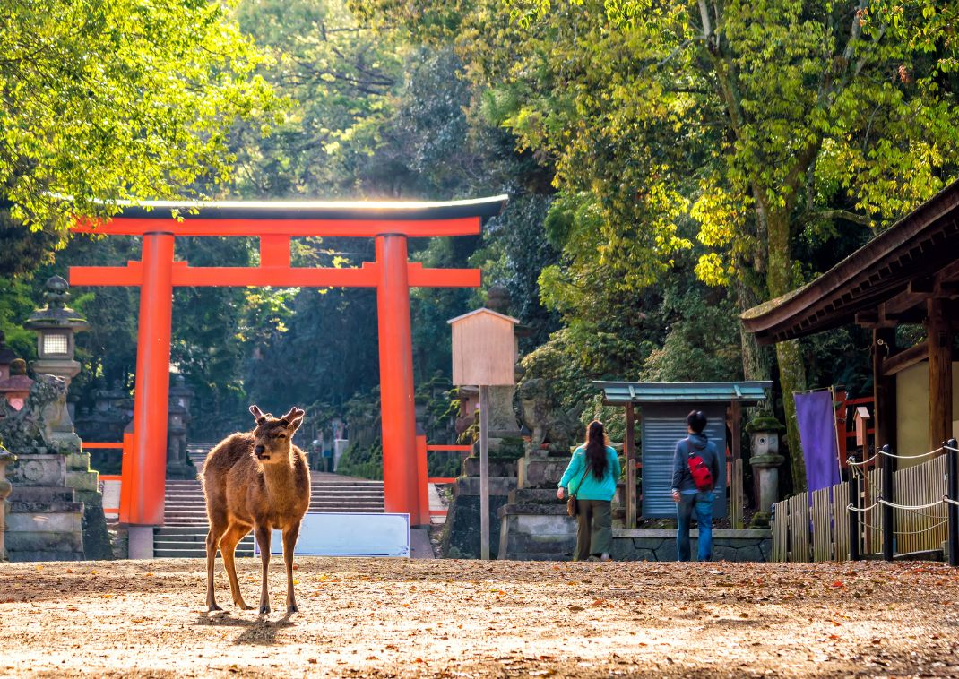  Deer in downtown area of Nara, Japan