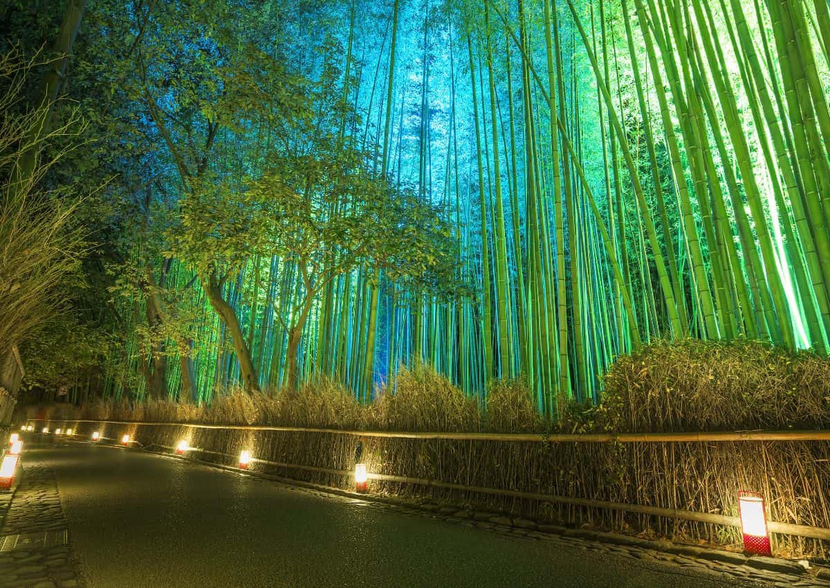 Arashiyama Bamboo Grove light-up at night, Kyoto