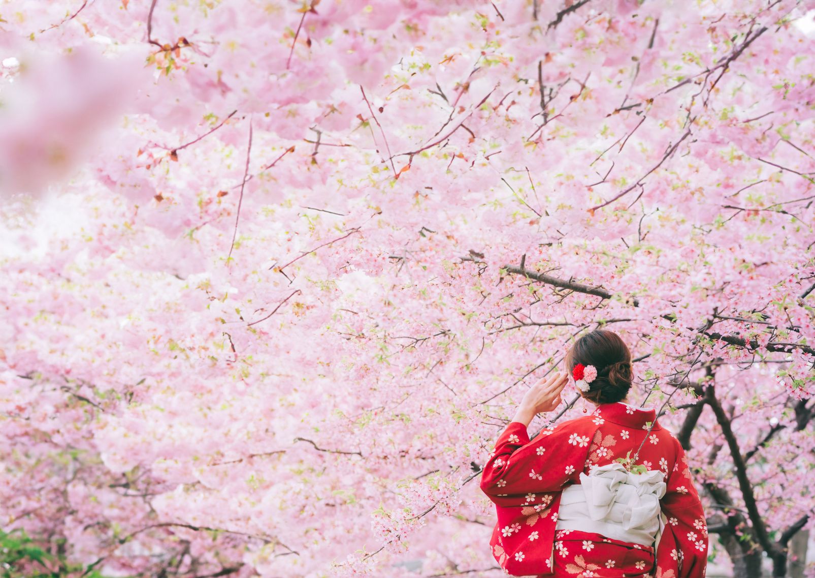 Woman wearing kimono with cherry blossoms, sakura in Japan