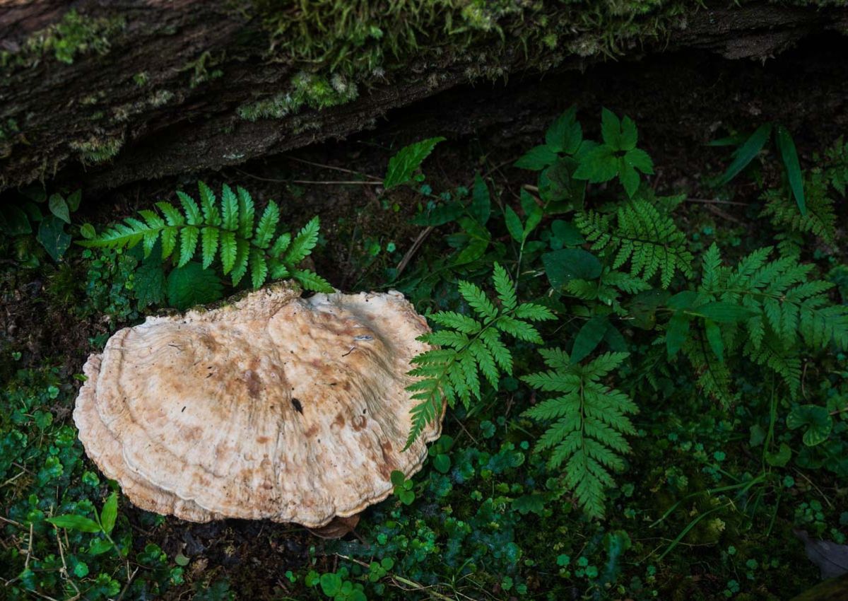 mushrooms and ferns growing on forest floor in Japan