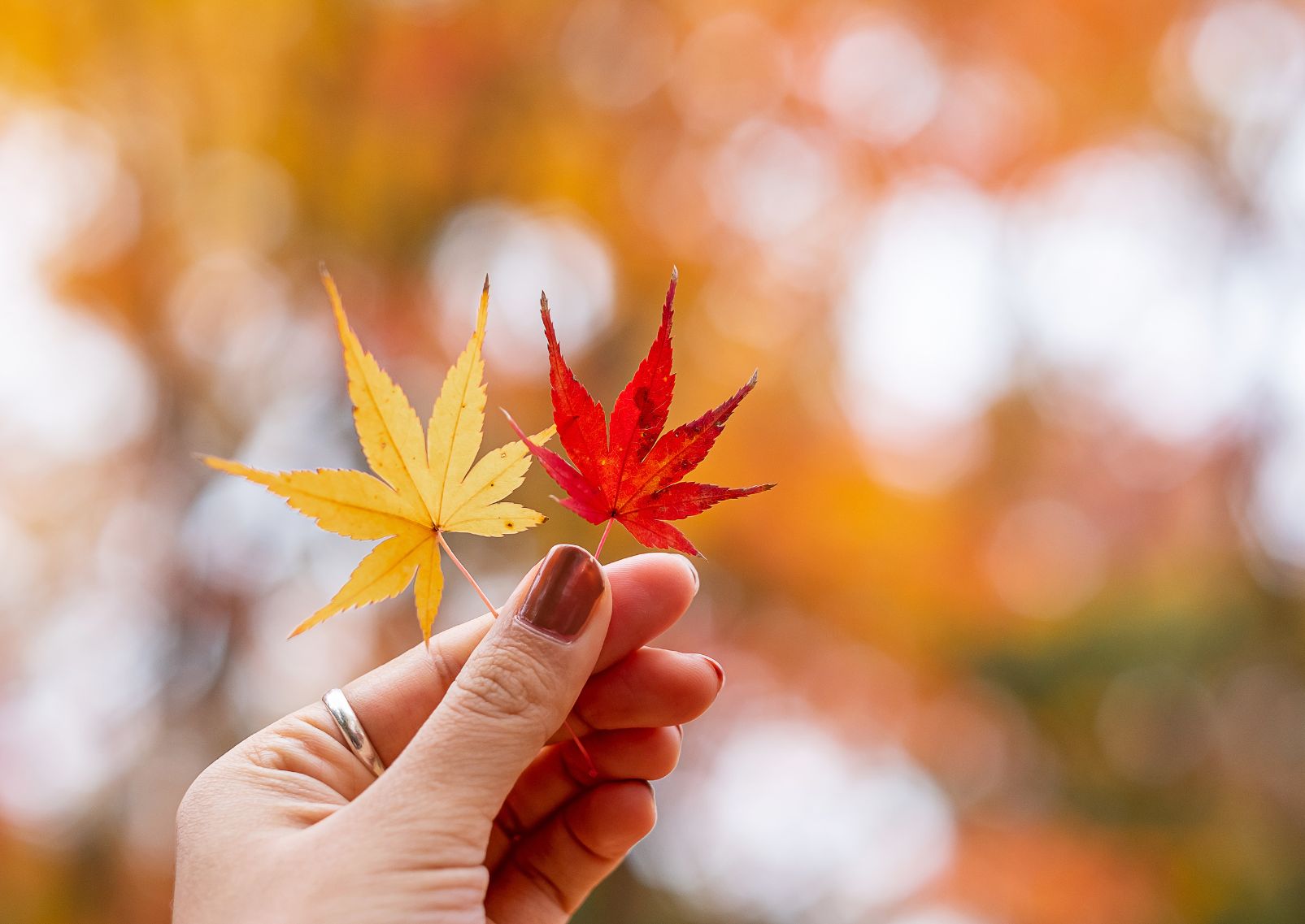 Woman hand holding maple leaves, yellow, orange, and red colour