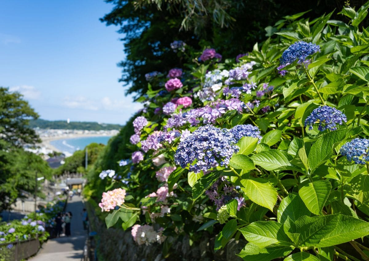 Hydrangeas at Kamakura, Japan