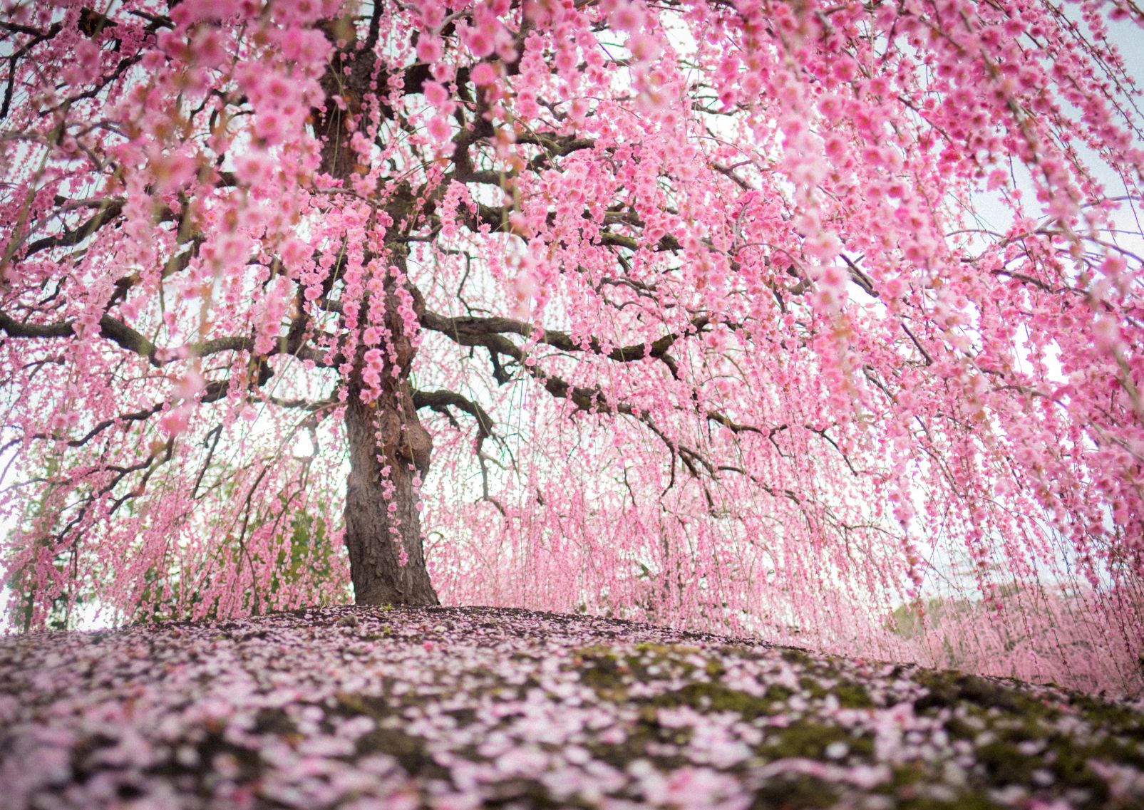  Weeping plum blossom in Suzuka Forest Garden, Mie, Japan